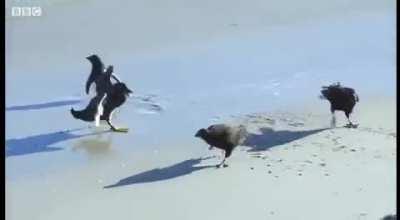 Ducks rescued a penguin that was being hunted by falcons
