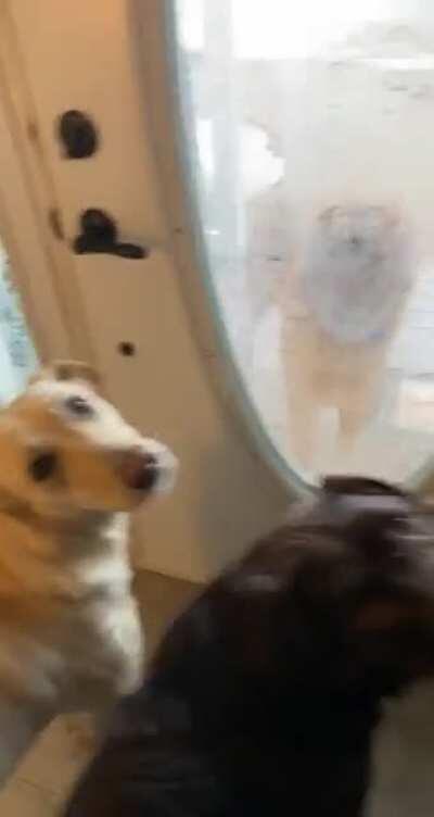 Every morning my neighbors dog runs over and waits at my front door for my dogs to come play🥺