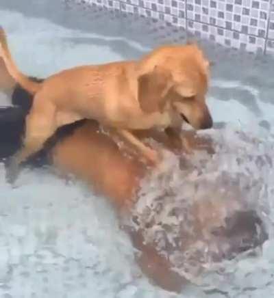 Dog got his paws on that nigga neck 😭😭😭