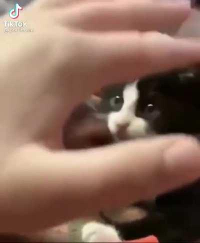 Hacele eso a la Pecky creo que es muy buen contenido