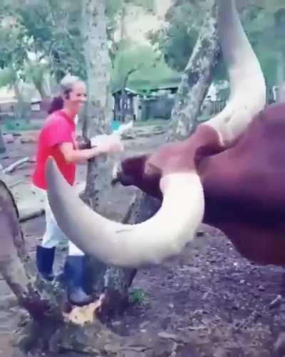 of Humongous sized horns!
