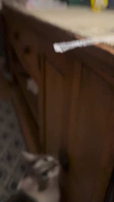 Just a cat and his plastic straw…