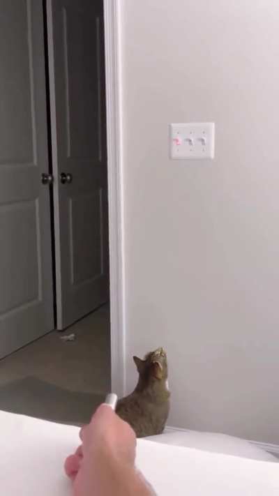 okey , who said that cats are of no use?