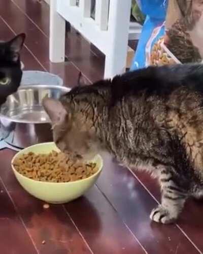 You done kid? Step back and observe how it's done.