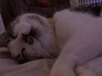 Nothing much, but i made a pretty cool slideshow of my cat