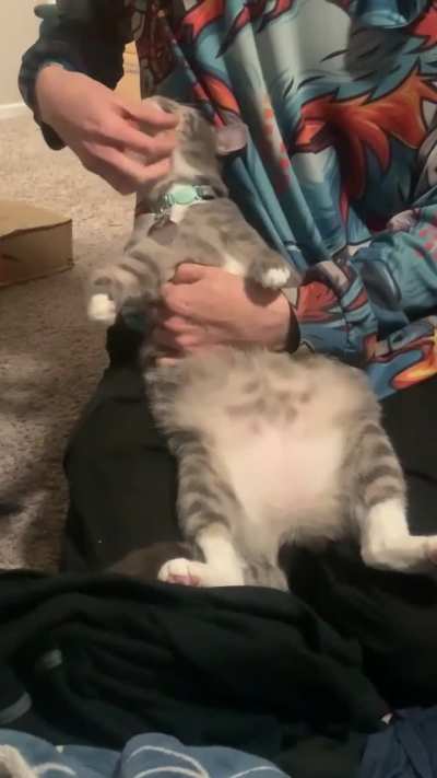 Let me see everyone’s gray cats