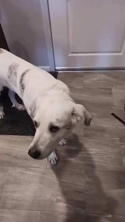 Chewing on a controller...