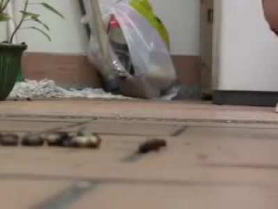 Estoy buscando este clip (recompensa: 3 clips de mi colección)