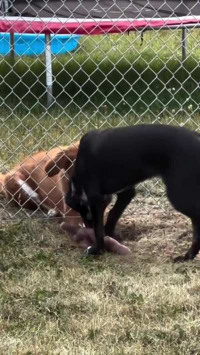 Teamwork makes the dream work! Maggie and her BFF next door want to share a yard.