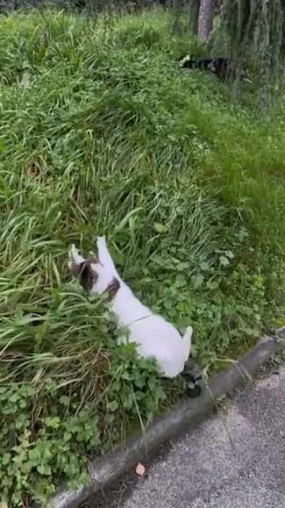 The mighty lioness stalks the greebles