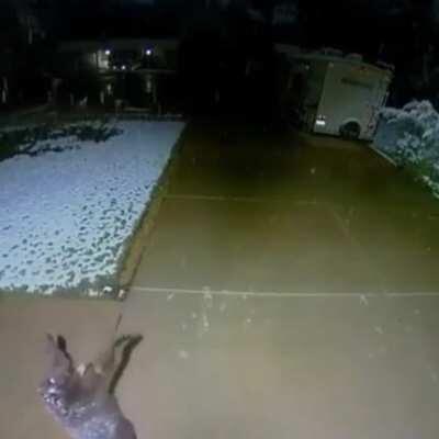 This baby bear trying to catch snowflakes is the purest thing ever