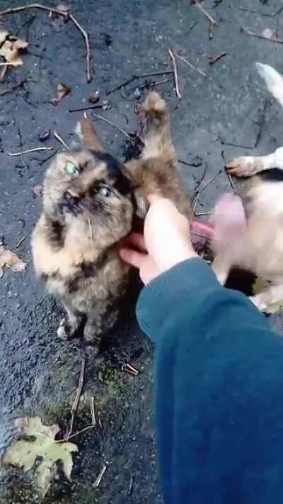 Something is on my way to pet the cat