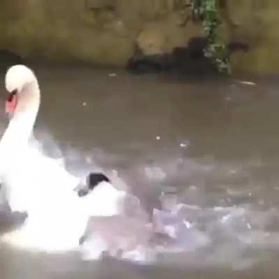 Goose and a Swan brawling in a river