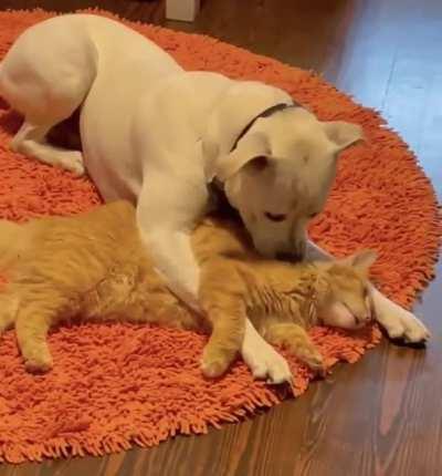DoG dEvOuRs CaT aNd cAt sTrUgGlInG tO gEt AwAy