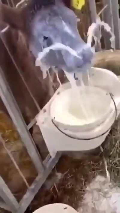 When the milk is too good...