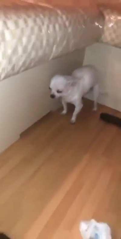 Бедный песик...