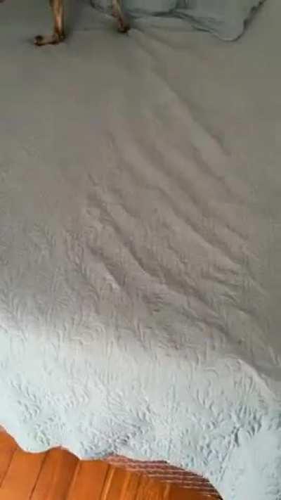 Morning zoomies from a very happy boy😊😊