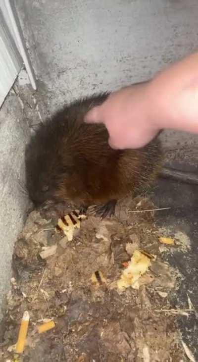 That's a rat not a cat