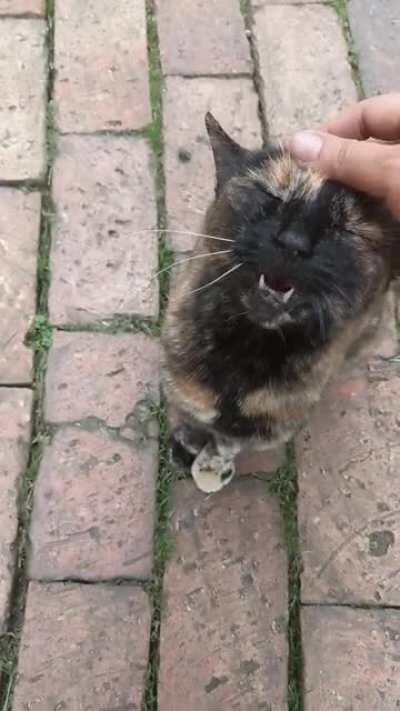 This is my building cat. She loves to scream until you pet her.