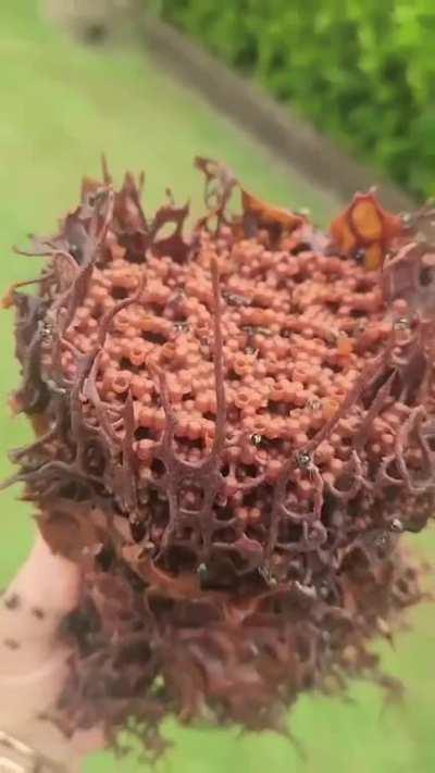 Australian native bees