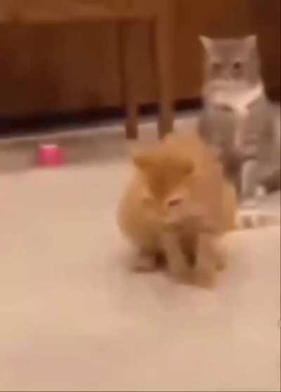 cat with corona virus 😭😭🙏🙏