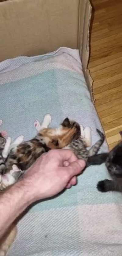 I didn't get to all their bellies, Sabrina wanted some geadscrathes.