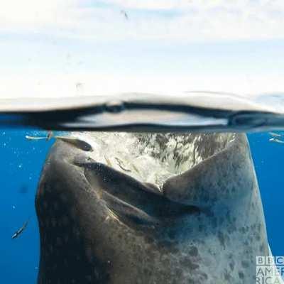 🔥 Rhincodon typus using its filter feeding strategy to create a vortex near the surface and have an easy dinner.