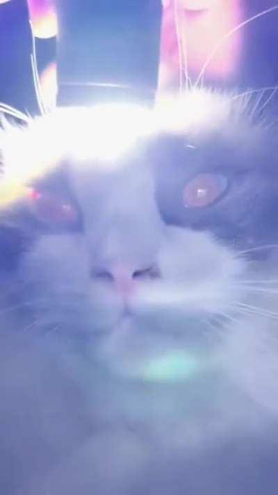 hOomAn MaKeS cAt AnGrY tHeN tHe CaT bEcOmEs BlOoDtHiRsTy AnD kIlLs AlL hOoManS