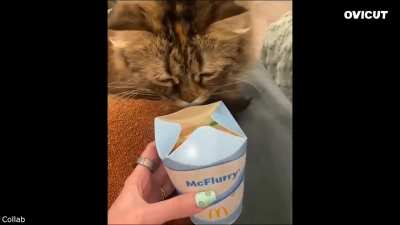 She licks her own butthole 🐈‍⬛