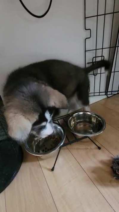 New Husky pup alert! His name is Pyke!