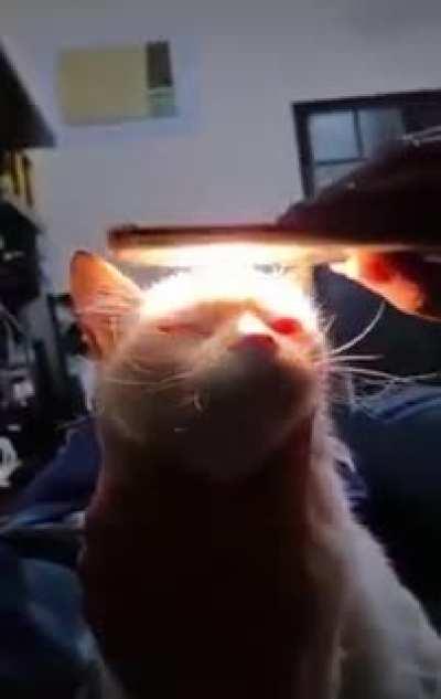 You shall suffer for your past mistakes, hooman.