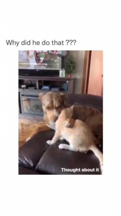 What’s the dog doing