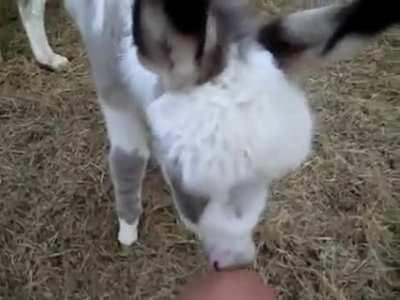 Miniature donkeys are native to Sicily and Sardinia and were first imported into the U.S. in 1929 where currently up to 20,000 of them live. These donkeys are not bred-down versions of larger donkeys - their small size (36 in/91 cm) is natural. Jennets ge