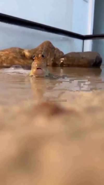 What is this kind of stupid looking animal? 