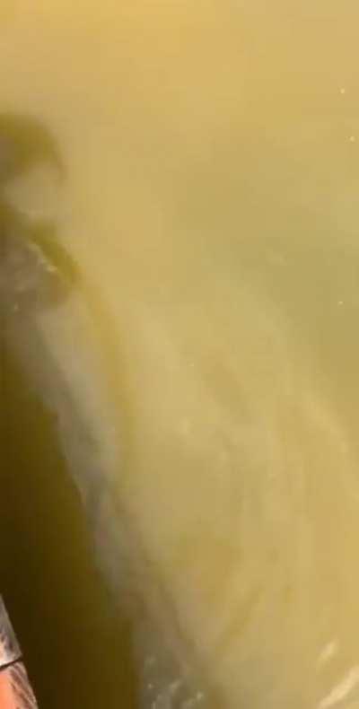 What could go wrong letting Gary walk back to land?