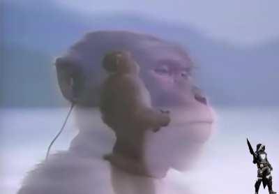 Monkey’s got some damn good taste