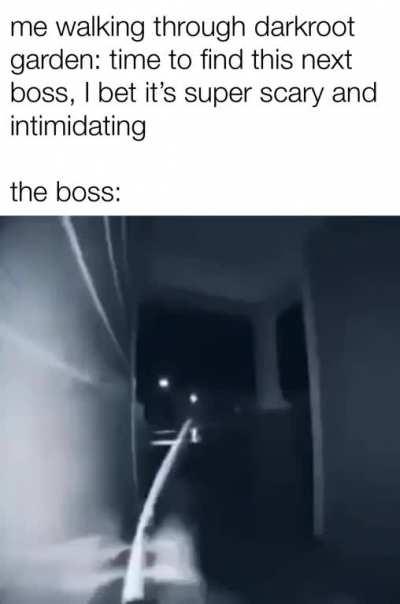 moonlight butterfly when