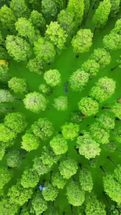 Haoyang Lake wetland park, China