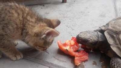 [Random] Creo que el gato se rompió.