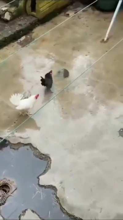 Cock magic killed this rat