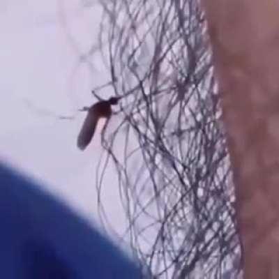 The hair acts as a barrier against mosquitoes and makes it difficult for their proboscis to reach human skin. Therefore, the hair of the hands, feet, and face of adult males is less susceptible to their bites, unlike women.