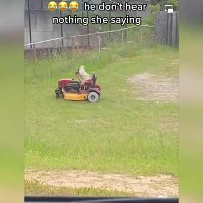 Riding lawnmower driven by dog