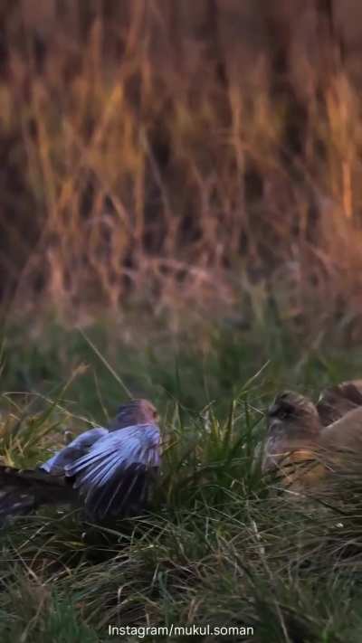 A battle between a northern harrier and a short-eared owl