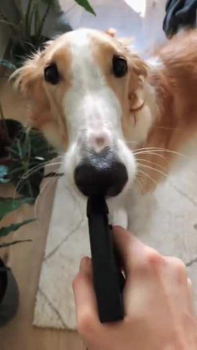 Can anyone identity this furry plant?