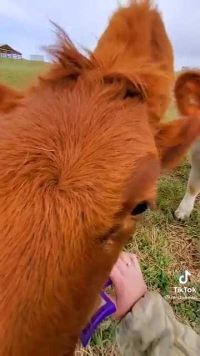 Ruby has a lot to say about being brushed [@mrsfoombs]