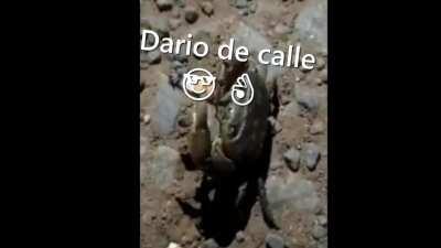 A Dario no le falta calle