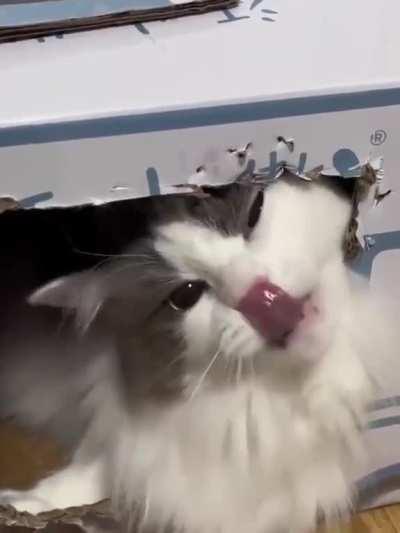 In a past life she was a stapler