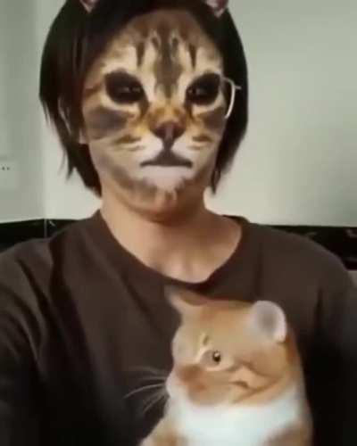 Cats reacting to filters