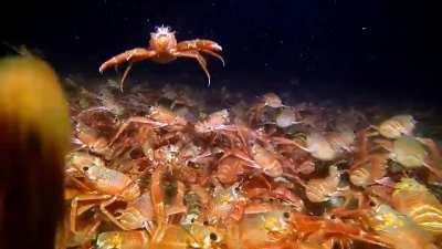 Invasion of the Tuna Crabs, Redondo Submarine Canyon, California (6 minute video)