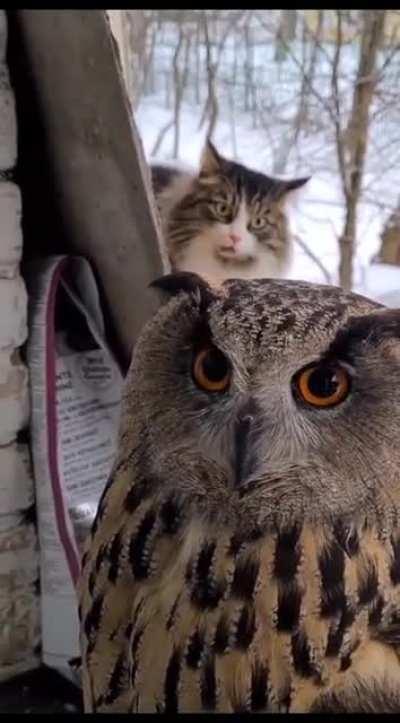 Попозже приду